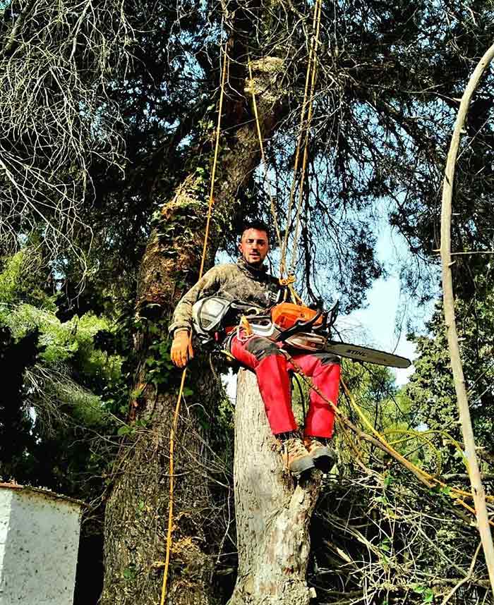 Podas Y Talas Arbomallorca hombre en un árbol